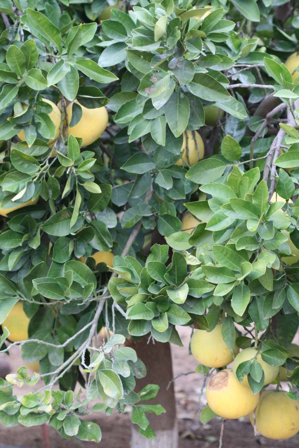            Habit (Moanalua, Riverside, CA)   